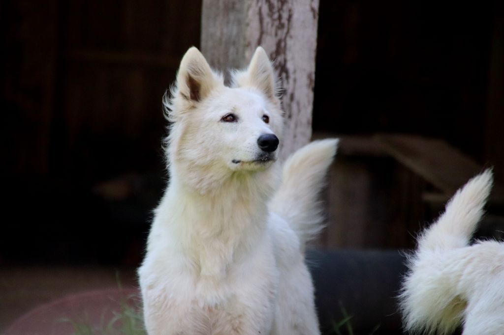 Shoops De La Griffe Des Loups D'argent