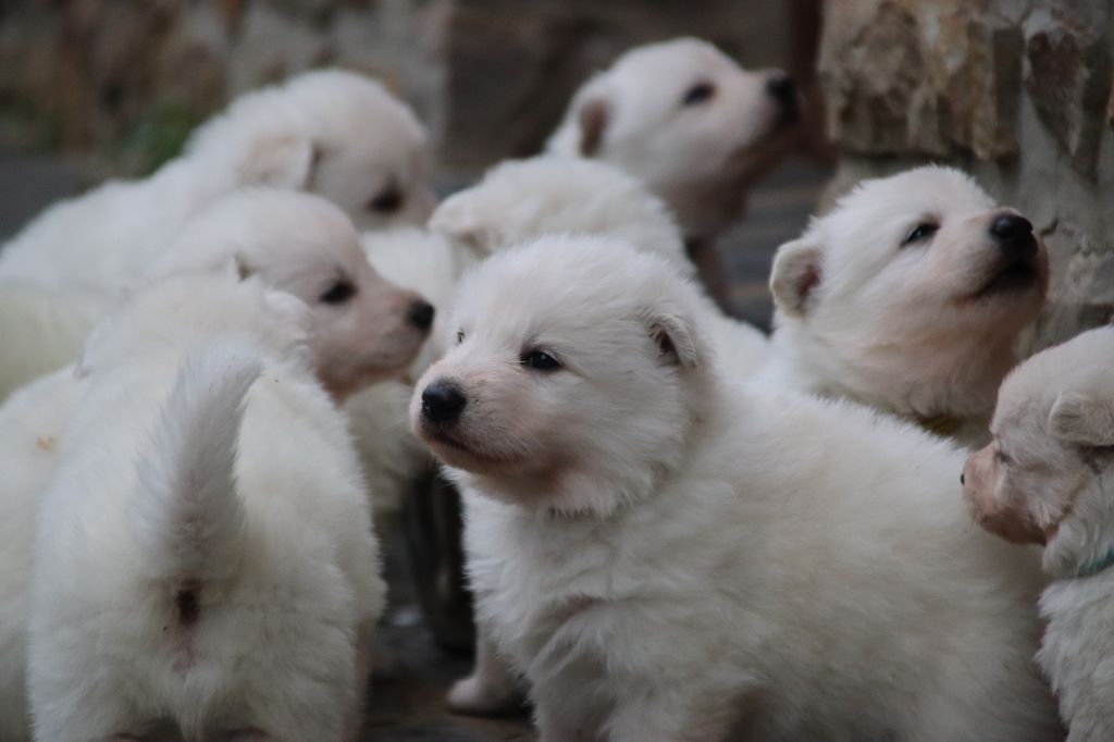 De La Griffe Des Loups D'argent - Chiot disponible  - Berger Blanc Suisse