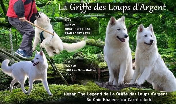 chiot Berger Blanc Suisse De La Griffe Des Loups D'argent