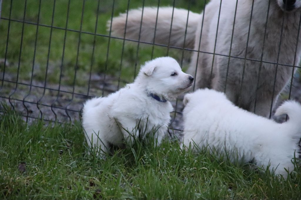 De La Griffe Des Loups D'argent - Chiot disponible  - Berger Blanc Suisse