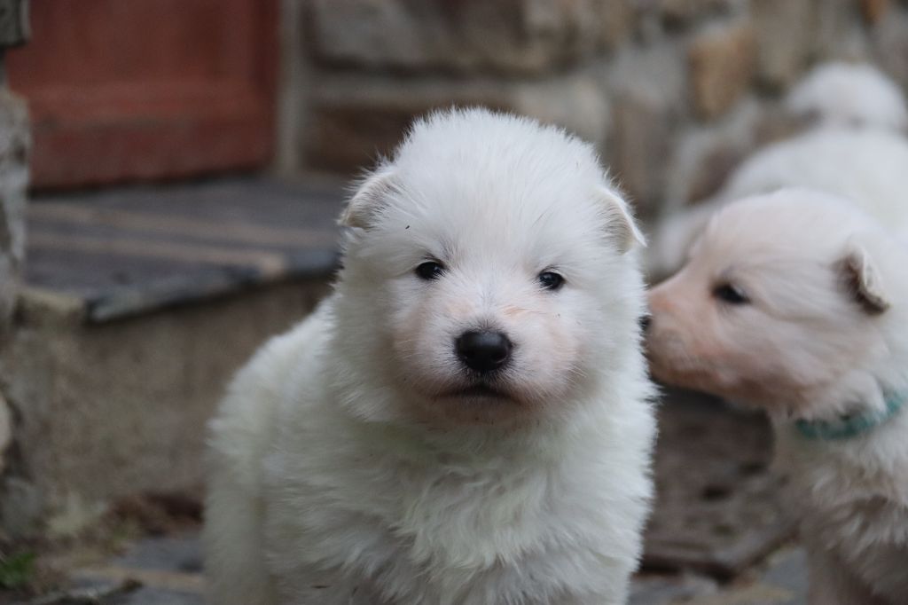 De La Griffe Des Loups D'argent - Chiot disponible  - Berger Blanc Suisse