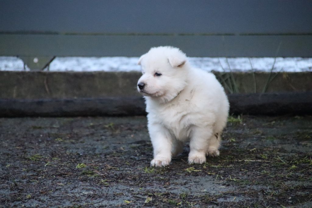 De La Griffe Des Loups D'argent - Chiot disponible  - Berger Blanc Suisse