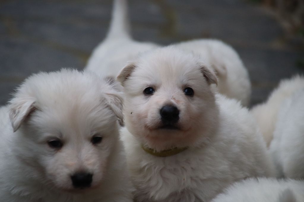 De La Griffe Des Loups D'argent - Chiot disponible  - Berger Blanc Suisse