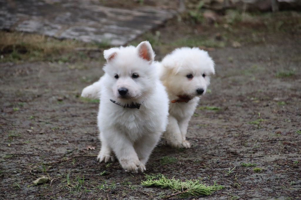 De La Griffe Des Loups D'argent - Chiot disponible  - Berger Blanc Suisse