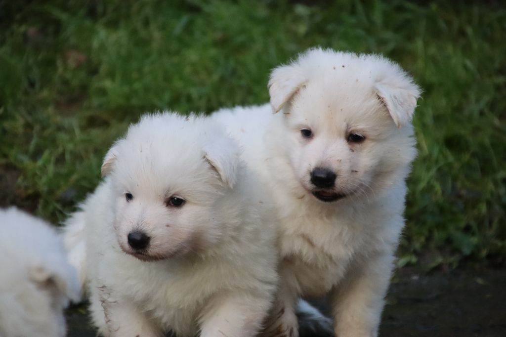 De La Griffe Des Loups D'argent - Chiot disponible  - Berger Blanc Suisse