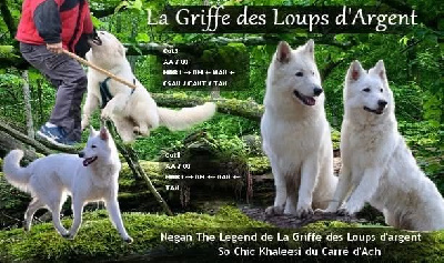 De La Griffe Des Loups D'argent - Berger Blanc Suisse - Portée née le 24/12/2024