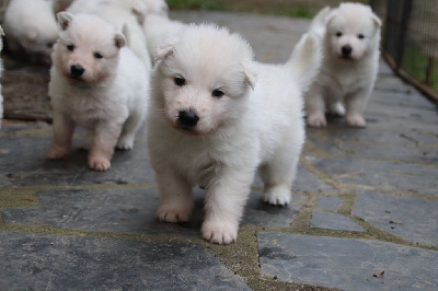 CHIOT 5