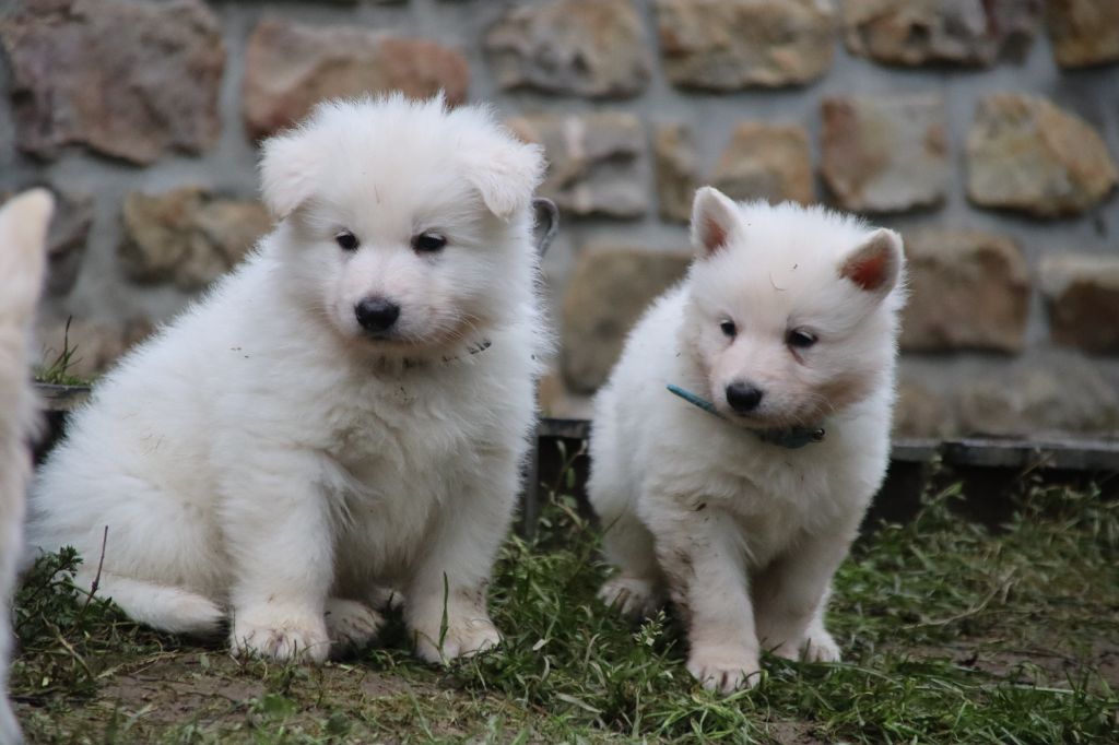 De La Griffe Des Loups D'argent - Chiot disponible  - Berger Blanc Suisse