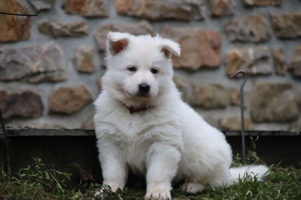 De La Griffe Des Loups D'argent - Chiot disponible  - Berger Blanc Suisse