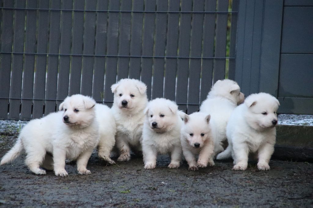 De La Griffe Des Loups D'argent - Chiot disponible  - Berger Blanc Suisse