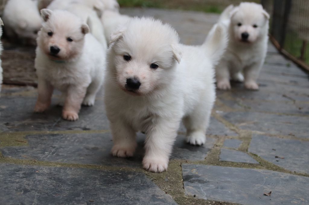 De La Griffe Des Loups D'argent - Chiot disponible  - Berger Blanc Suisse