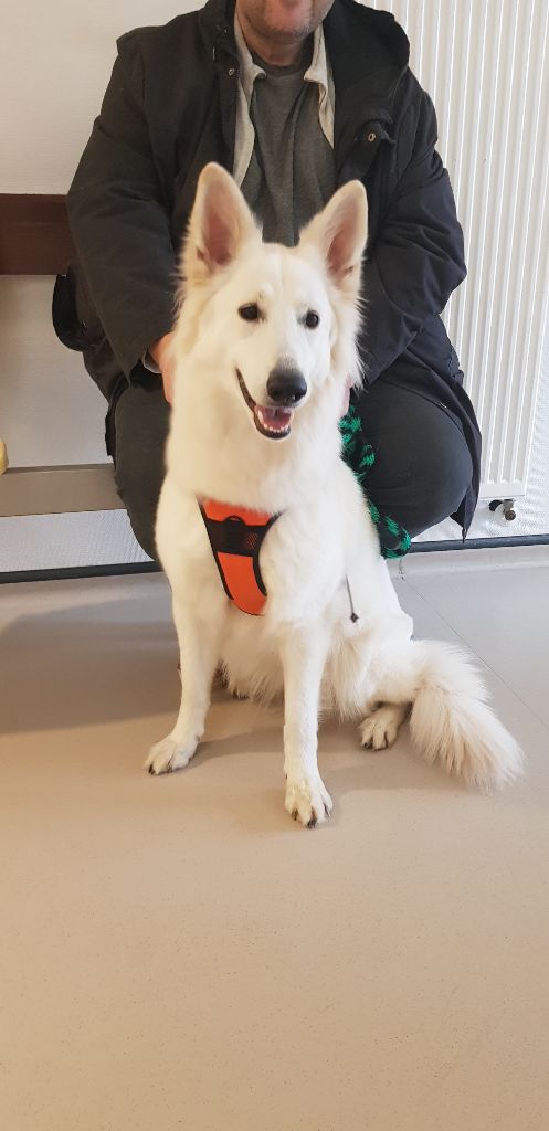 New-life dite niska De La Griffe Des Loups D'argent