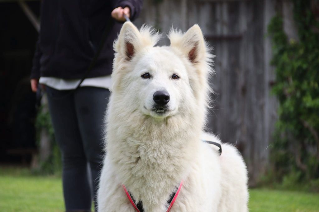 Sweet dream ivy's De La Griffe Des Loups D'argent