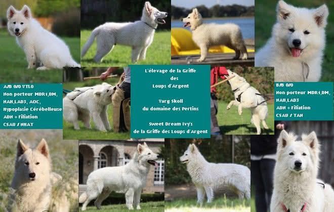Chiot Berger Blanc Suisse De La Griffe Des Loups D'argent