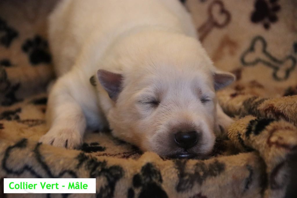 De La Griffe Des Loups D'argent - Chiots disponibles - Berger Blanc Suisse