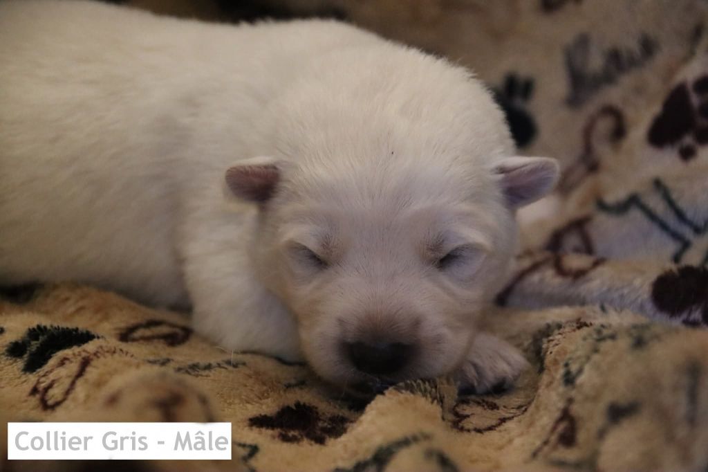 De La Griffe Des Loups D'argent - Chiots disponibles - Berger Blanc Suisse